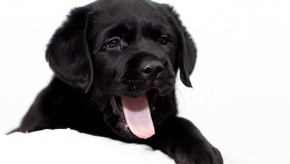 labrador-puppy-1334860-m